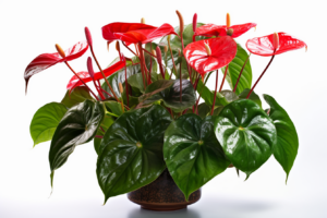 How Often to Water Anthurium