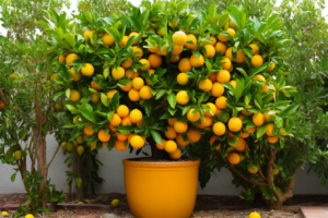 How Often to Water Citrus Trees in Southern California