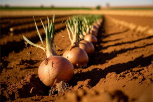 How Often to Water Onions