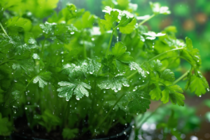 How to Properly Water Cilantro