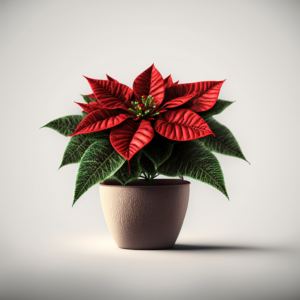 How to Test if Your Poinsettia Needs Watering