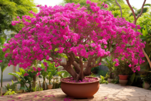 How to Water Bougainvillea in Containers or Pots