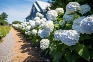 Signs Your Hydrangeas Need Water