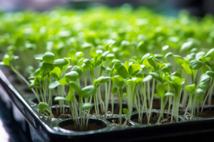 Tips for Watering Microgreens