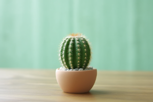 Tips for Watering Mini Cacti Indoors