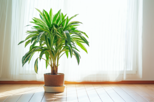 Tips for Watering Your Dracaena