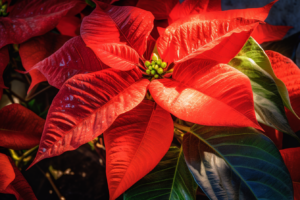 Tips for Watering Your Poinsettia