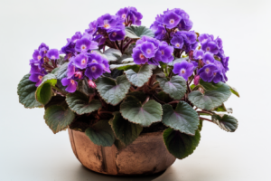 Watering Frequency Chart for African Violets
