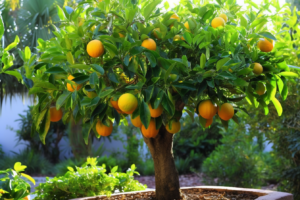 Watering Tips for Citrus Trees