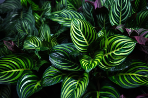 Watering Tips for Healthy Calatheas