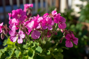 What Are the Signs of Underwatering Geraniums
