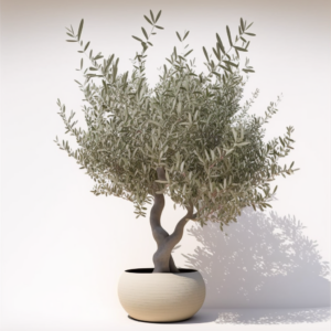 What to Do When You Overwater or Underwater Your Olive Tree