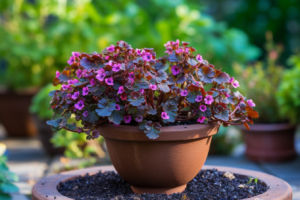 Why Grow Annuals in Pots